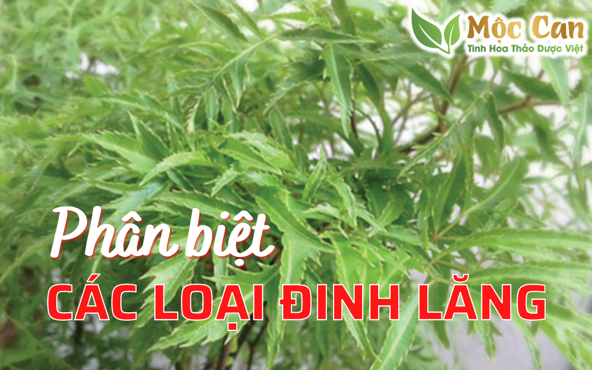Phân biệt các loại đinh lăng 1